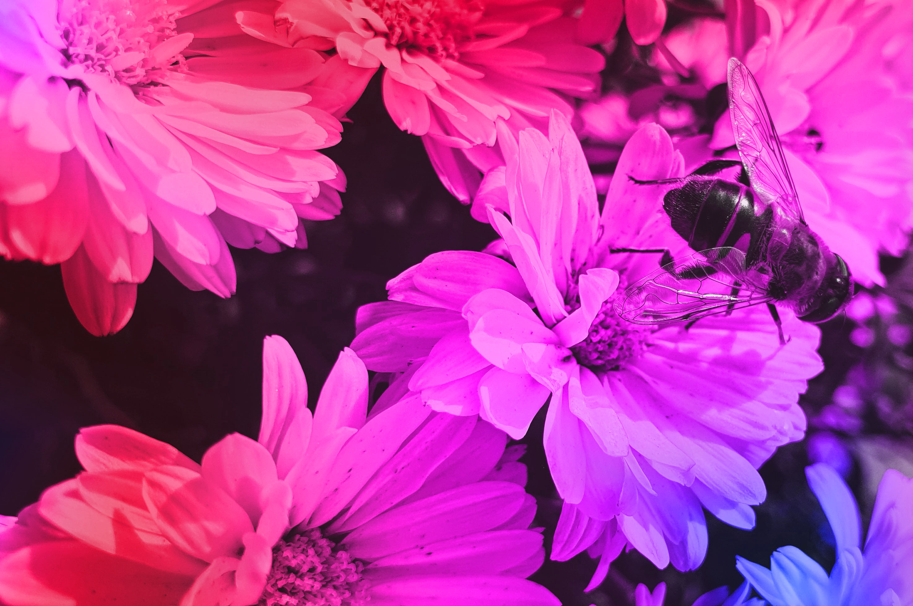 Flower and Bee Picture